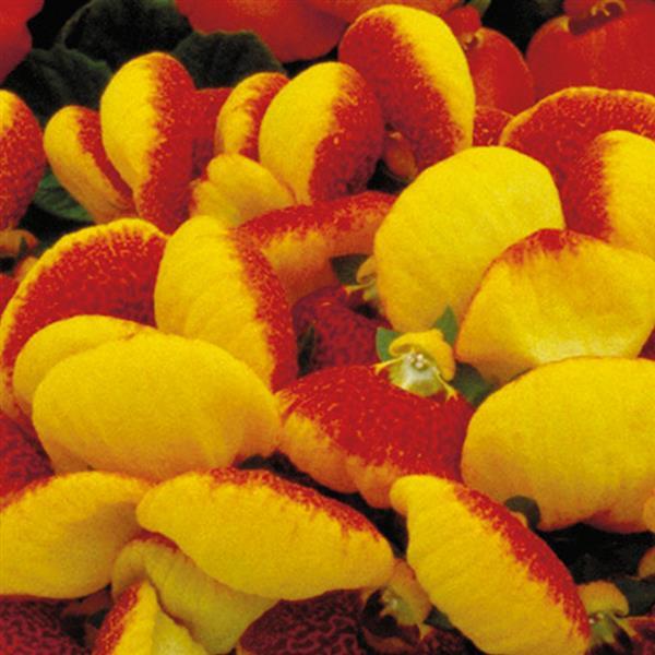 Calceolaria Dainty Red Yellow Seeds 50 Pelleted Purse Plant Seeds