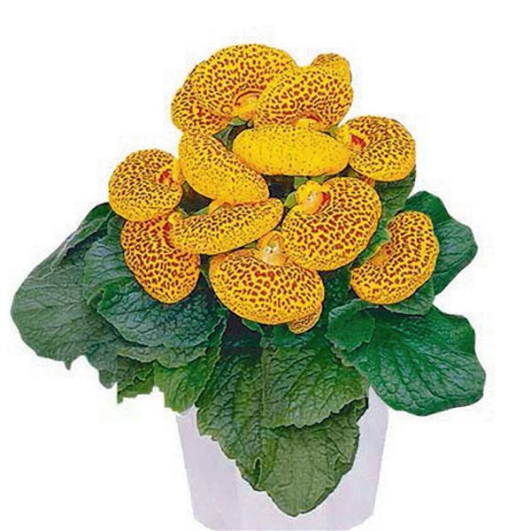 Calceolaria Dainty Yellow Spotted Seeds 50 Pelleted Purse Plant Seeds