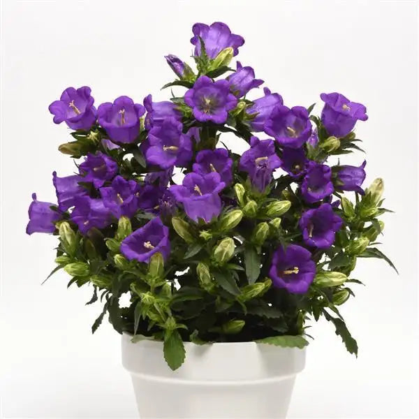 Campanula Campanella Blue flowering in a white pot⠋