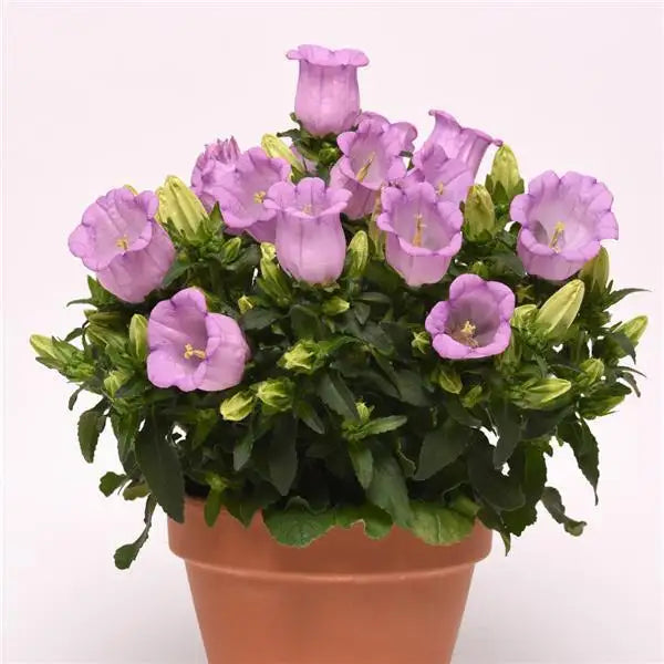 Campanula Campanella Lavender flowering in a terracotta pot