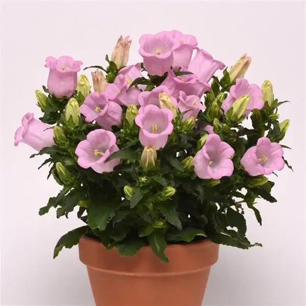 Campanula Campanella Pink flowering in a terracotta pot