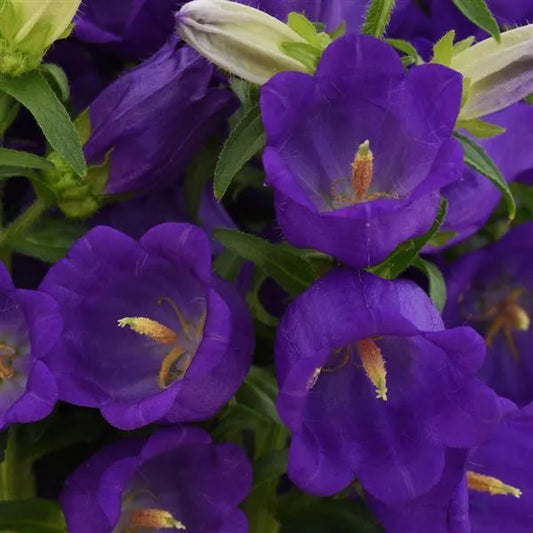 Campanula Campana Deep Blue bellflower blooms close up