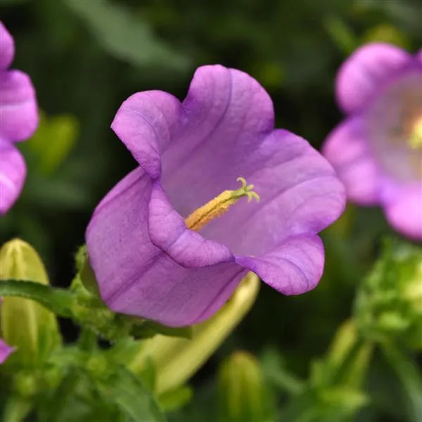 Campanula Campana Lilac bellflower bloom close up