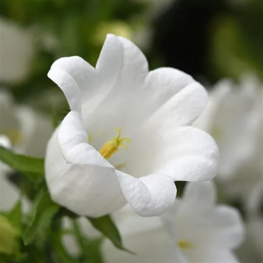 Campanula Campana White bellflower bloom close up