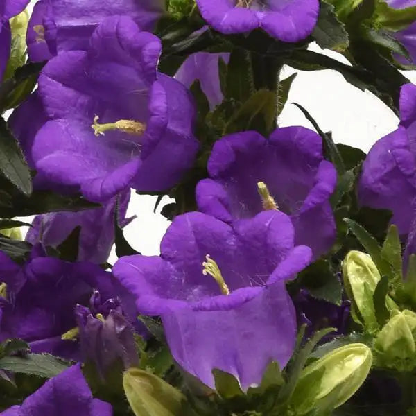 Campanula Campanella Blue bellflower blooms close up