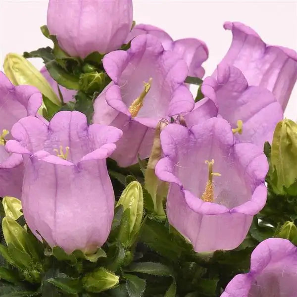 Campanula Campanella Lavender bellflower blooms close up