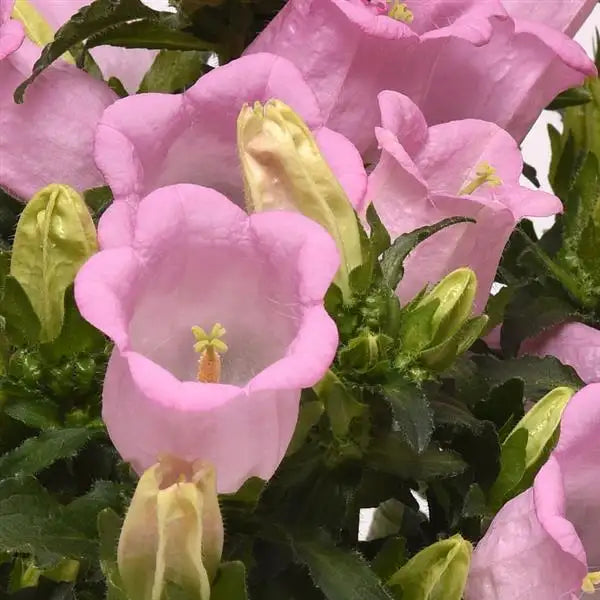 Campanula Campanella Pink bellflower blooms close up