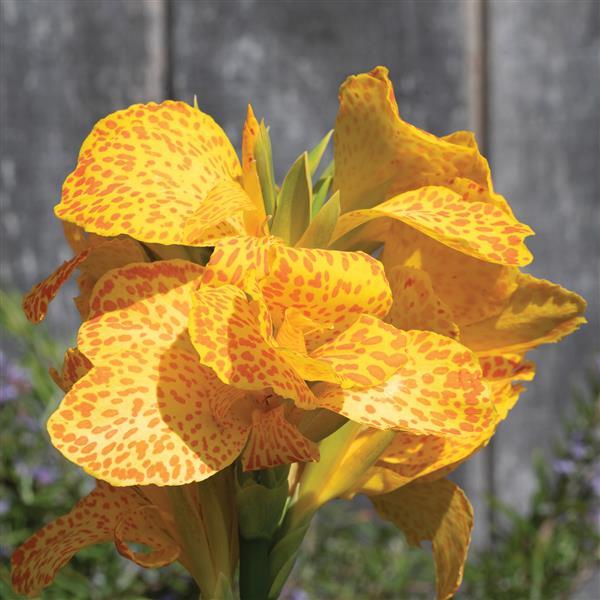 25 Canna Seeds Canna Cannova® Gold Leopard