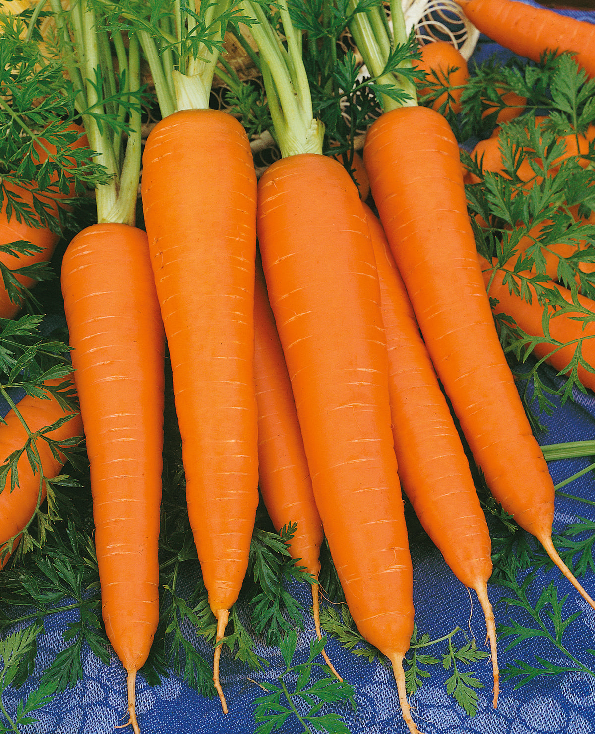 Vegetable Garden Seed Kit – 7 Varieties, 600 Seeds