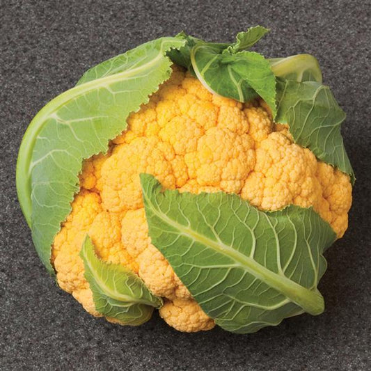 Flame Star Cauliflower Seeds – 25 F1 Orange Cauliflower Garden Seeds