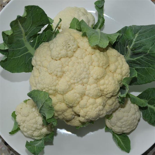 Multi Head White Cauliflower Seeds 25 F1 Hybrid Vegetable Seeds