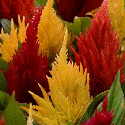 Celosia Seeds First Flame Mix 50 Pelleted Seeds