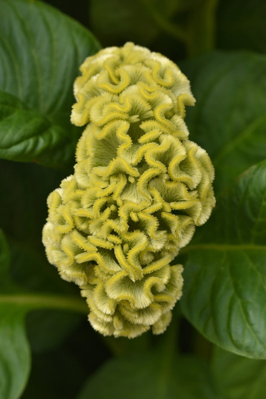 Celosia Seeds Celosia Neo Green Cockscomb Seeds 25 Pelleted Seeds