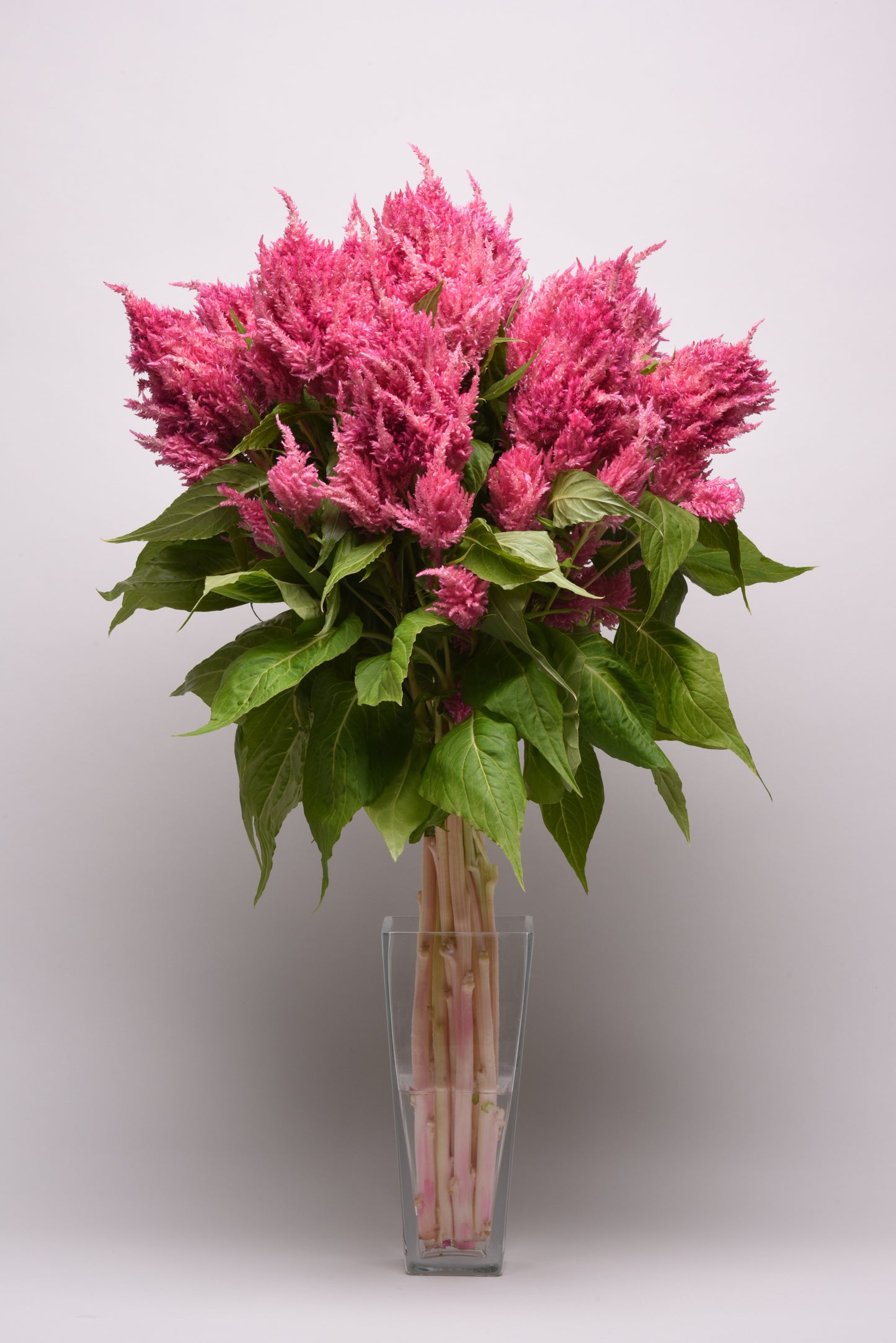 25 Pelleted Celosia Seeds Celosia Sunday™ Bright Pink