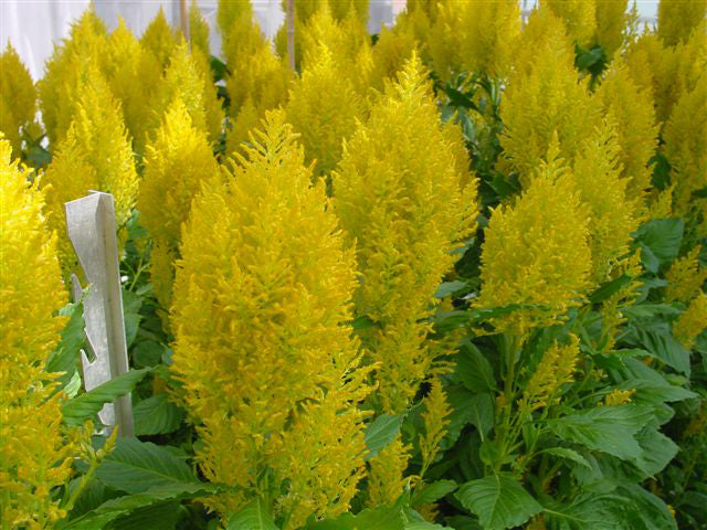 25 Pelleted Celosia Seeds Celosia Sunday™ Yellow