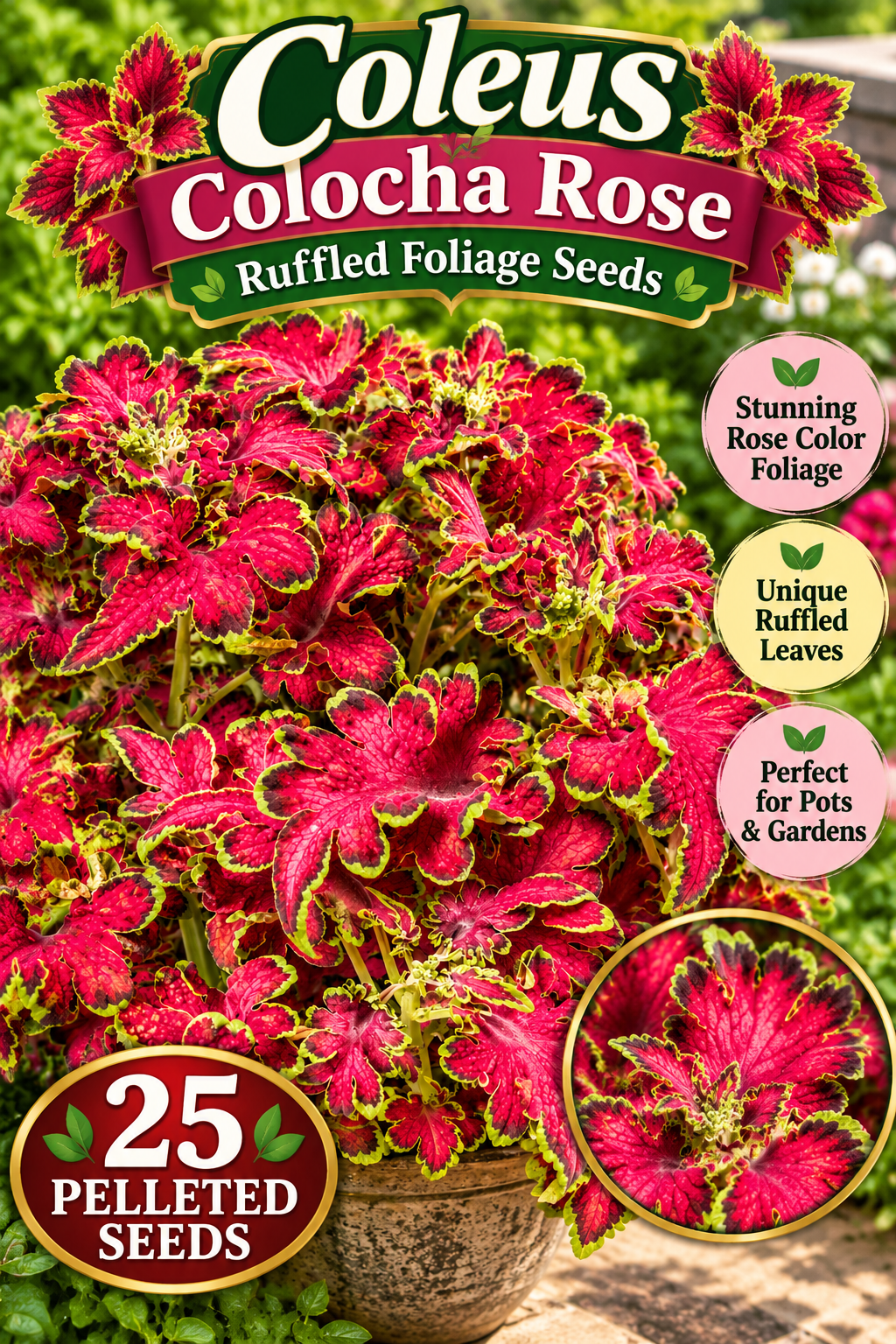 25 Pelleted Coleus Seeds Colocha Rose – Ruffled Foliage Flower Seeds