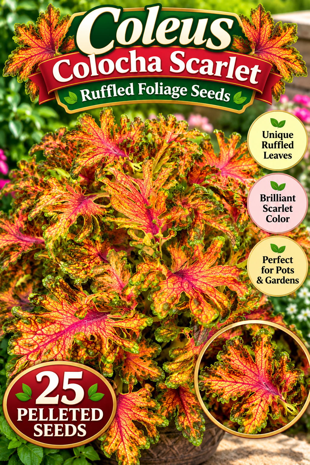 25 Pelleted Coleus Seeds Colocha Scarlet – Ruffled Foliage Flower Seeds