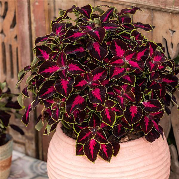 Coleus Mezmerize Chocolate Rose – 25 Pelleted Coleus Seeds