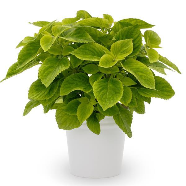 Coleus Mezmerize Lime Green – 25 Pelleted Coleus Seeds