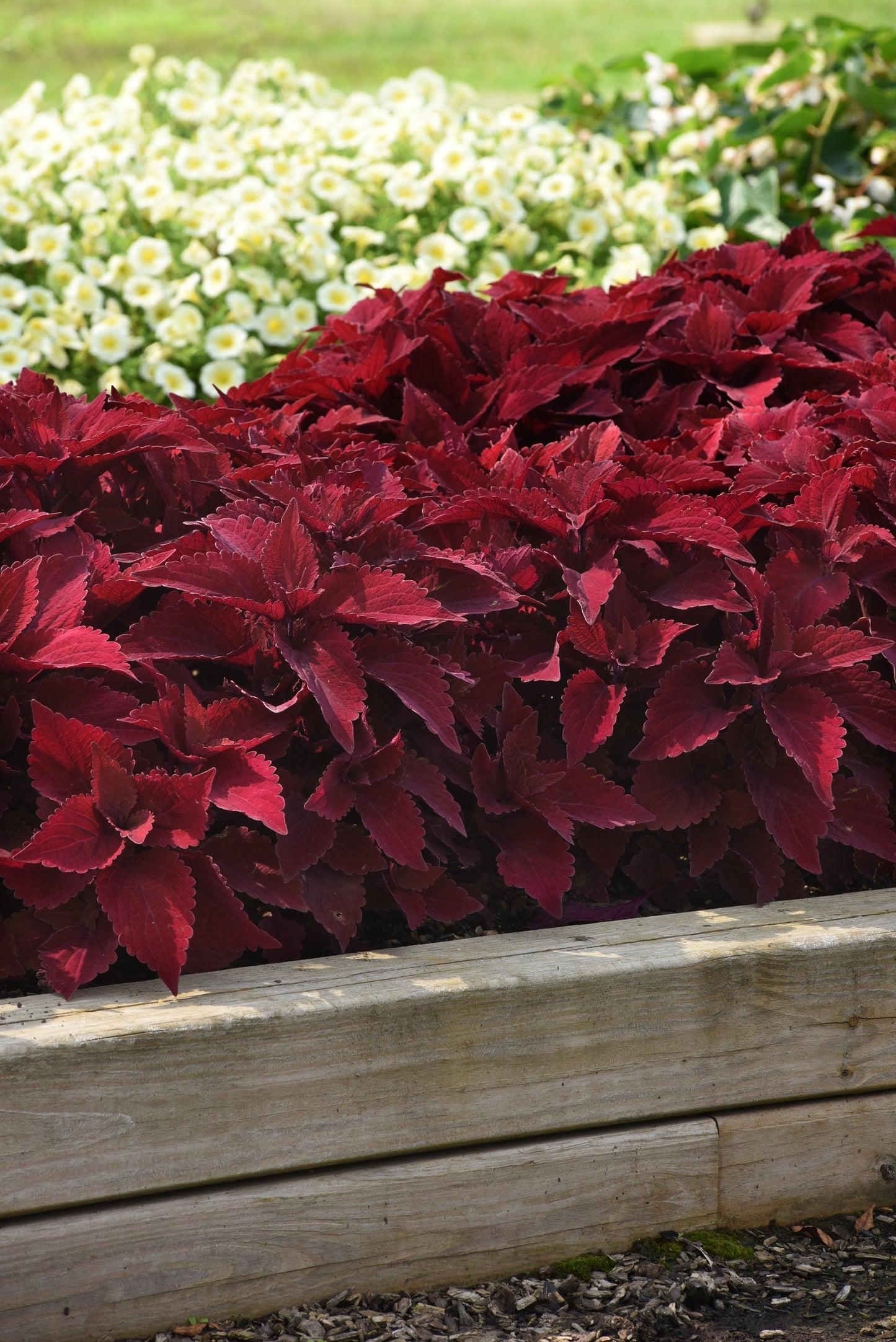Coleus Premium Sun Sweet Paprika Seeds – 15 Pelleted Sun & Shade Coleus Seeds