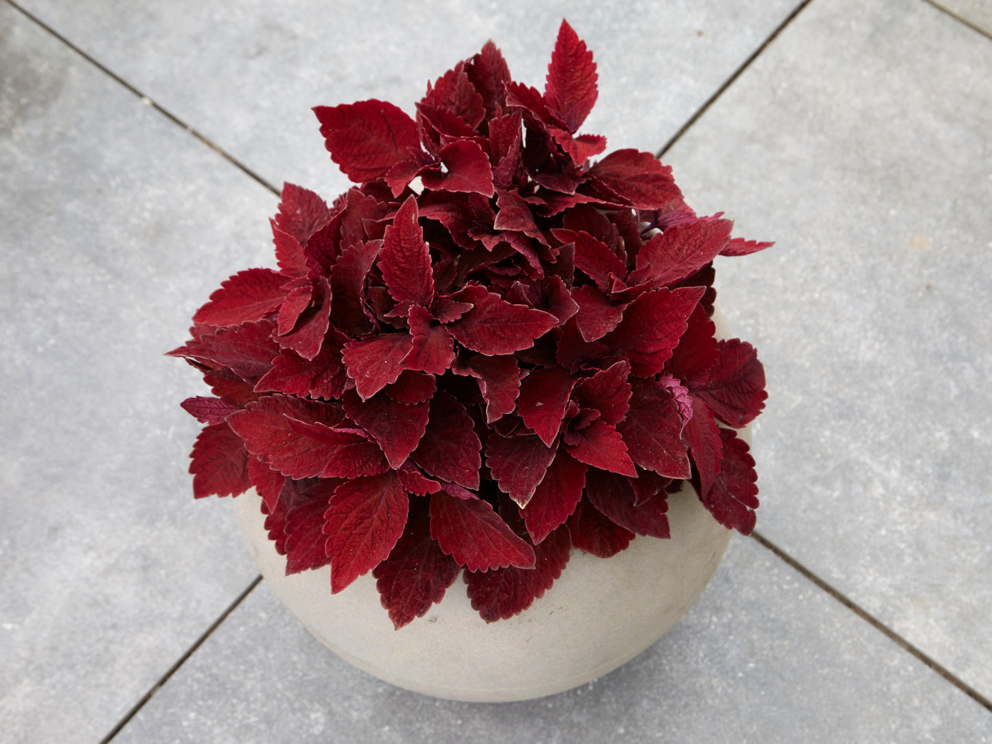 Coleus Premium Sun Sweet Paprika Seeds – 15 Pelleted Sun & Shade Coleus Seeds
