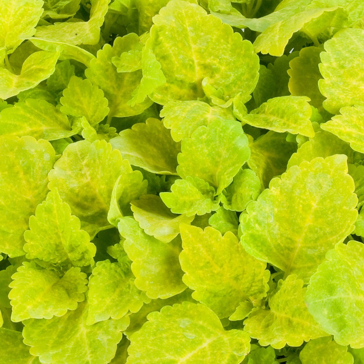 Coleus Seeds Fairway Yellow 50 Seeds Flower Seeds