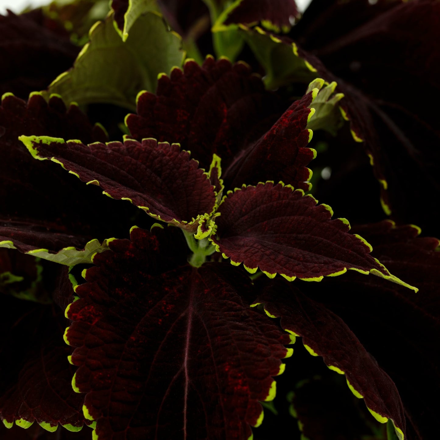 Coleus Mezmerize Chocolate Lime – 25 Pelleted Coleus Seeds