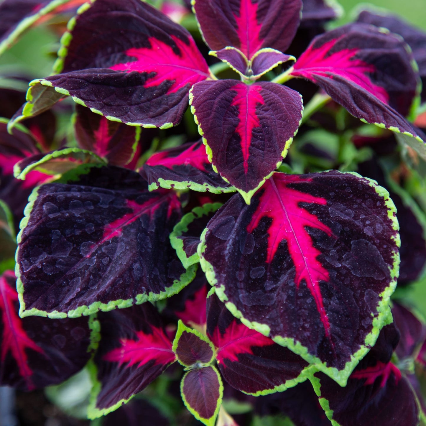 Coleus Mezmerize Chocolate Rose – 25 Pelleted Coleus Seeds