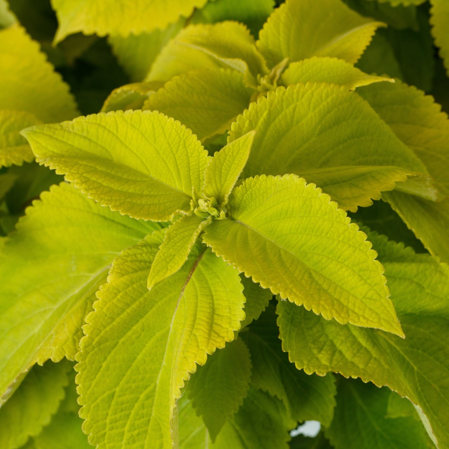 Coleus Mezmerize Lime Green – 25 Pelleted Coleus Seeds