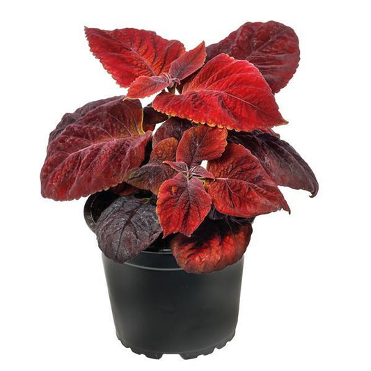 Coleus Mezmerize Rusty Red – 25 Pelleted Coleus Seeds