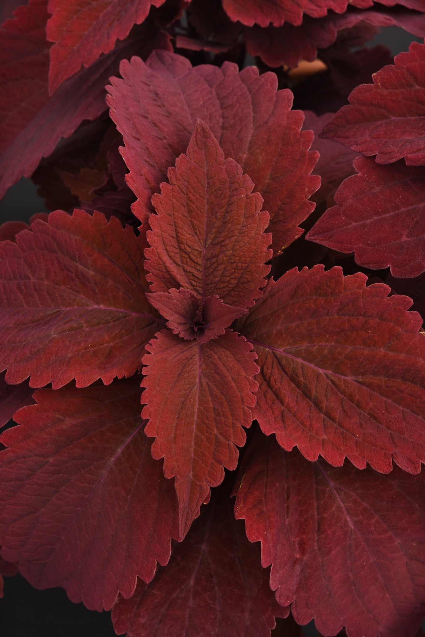 Coleus Premium Sun Sweet Paprika Seeds – 15 Pelleted Sun & Shade Coleus Seeds