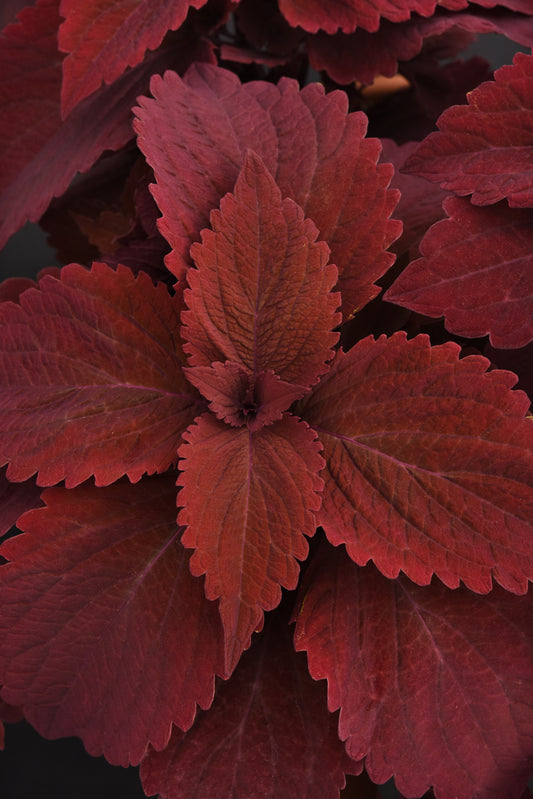 Coleus Premium Sun Sweet Paprika Seeds – 15 Pelleted Sun & Shade Coleus Seeds