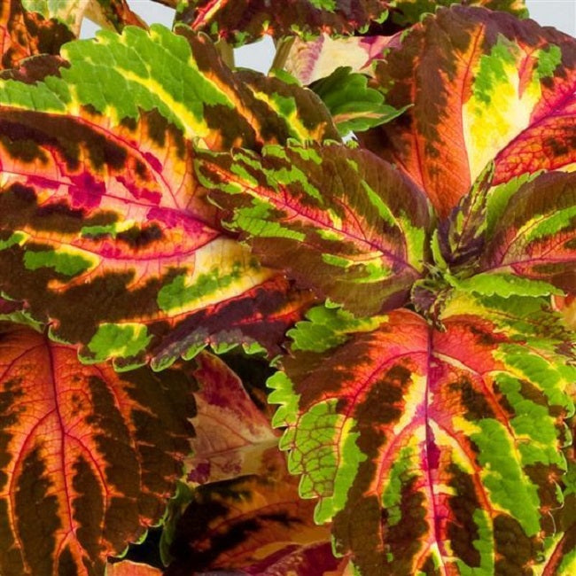 50 Pelleted Coleus Seeds Coleus Rainbow Multicolored