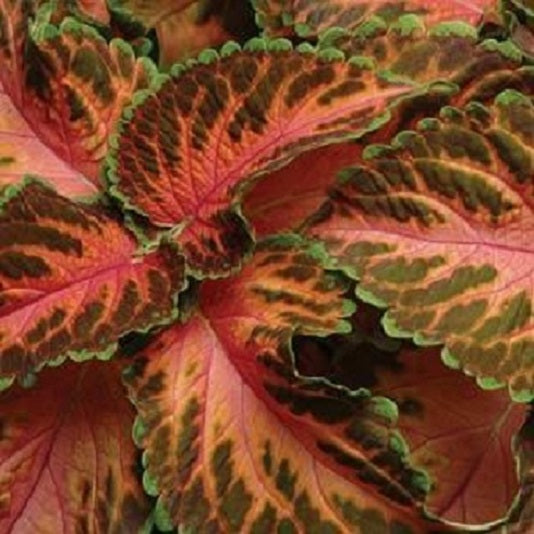 25 thru 500 Pelleted Coleus Seeds Wizard Sunrise Coral