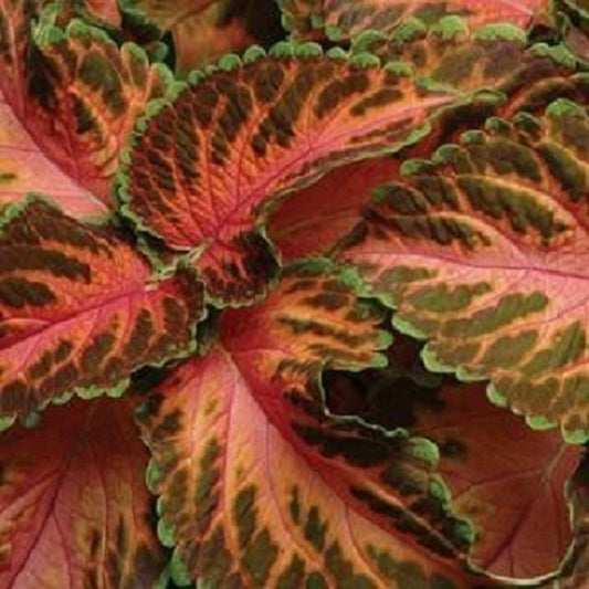 25 thru 500 Pelleted Coleus Seeds Wizard Sunrise Coral