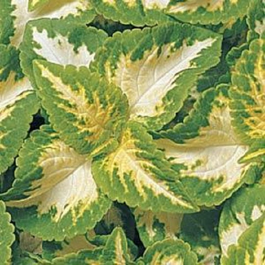 25 thru 500 Pelleted Coleus Seeds Wizard Jade