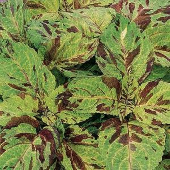 25 thru 500 Pelleted Coleus Seeds Wizard Mosaic