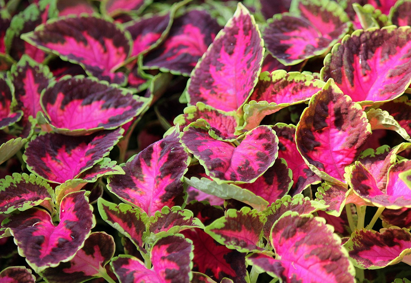 25 thru 500 Pelleted Coleus Seeds Wizard Rose