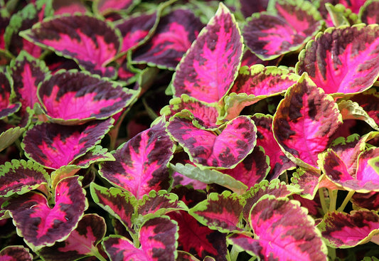 25 thru 500 Pelleted Coleus Seeds Wizard Rose