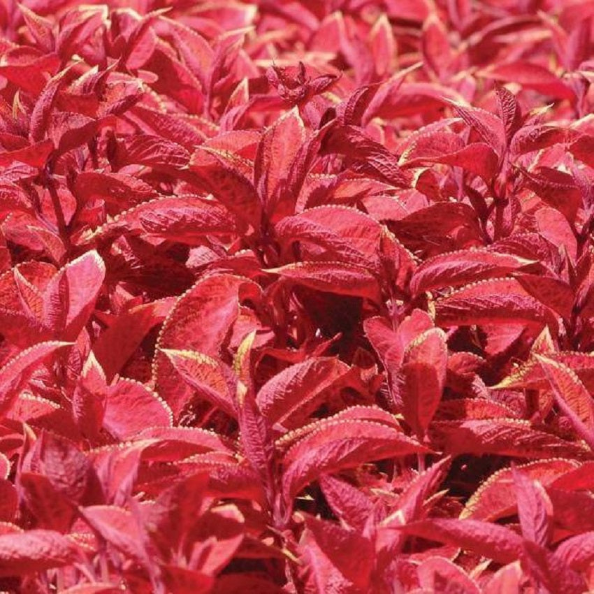 Sebiola Coleus Coleus Seeds | Annual Seeds | Over 100 Varieties – trailingpetunia.com
