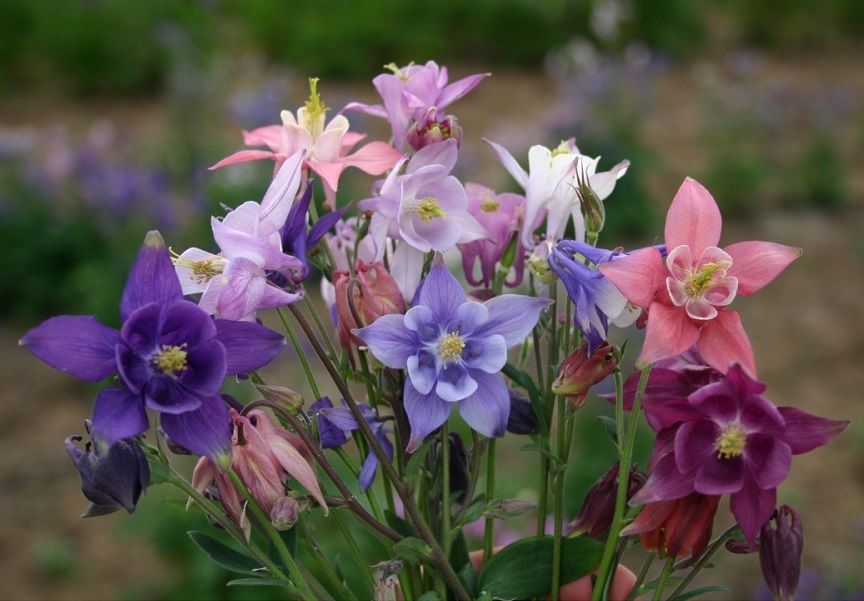 100 Columbine Seeds Aquilegia Seeds Dwarf European Mix
