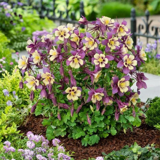 25 Columbine Seeds Earlybird Purple And Yellow Aquilegia Perennial Flower