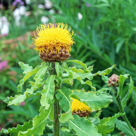 50 Perennial Flower Seeds Cornflower Seeds Centaurea Macrocephala