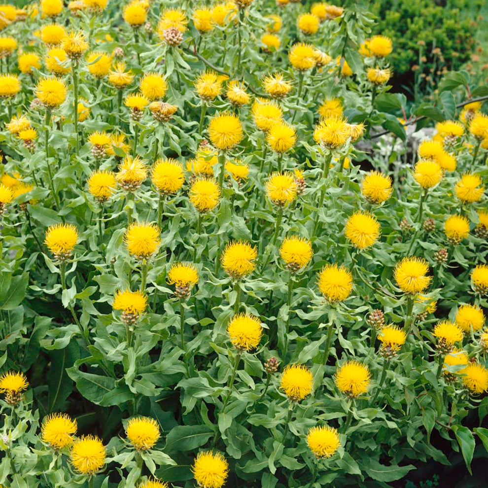 50 Perennial Flower Seeds | Cornflower Seeds | Centaurea Macrocephala ...