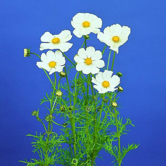 50 Cosmos Seeds Cosmos Afternoon White Cut Flower Seeds