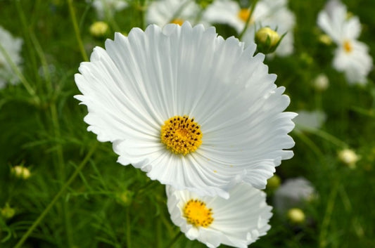 50 Cosmos Seeds Cosmos Cupcakes White