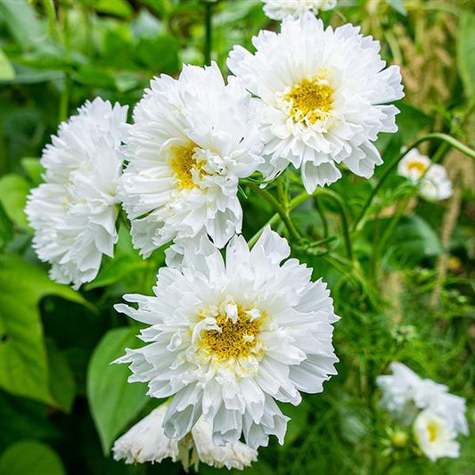 25 Cosmos Seeds Cosmos Double Click Snow Puff