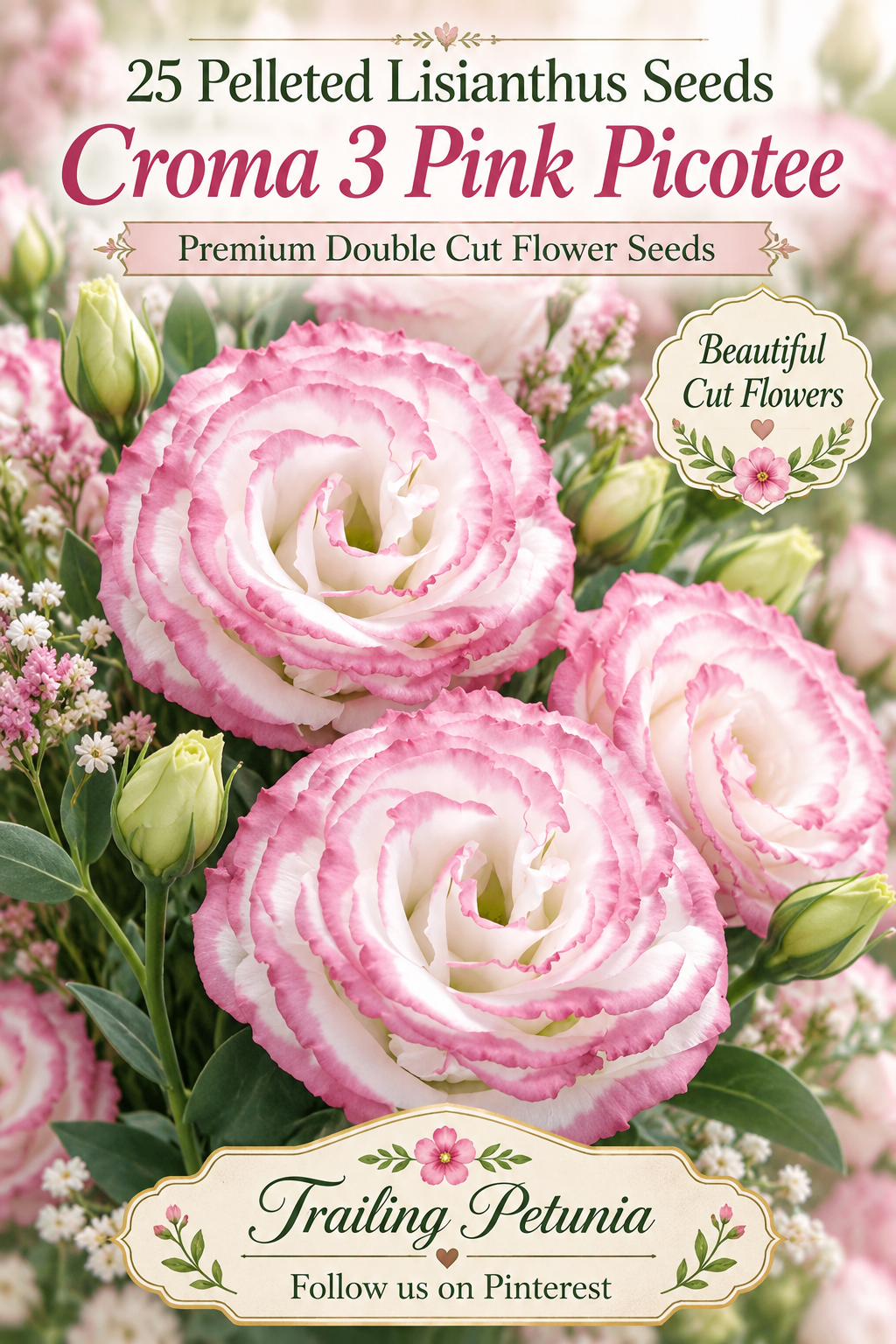 Croma 3 Pink Picotee lisianthus with white double blooms edged in pink, advertising 25 pelleted cut flower seeds