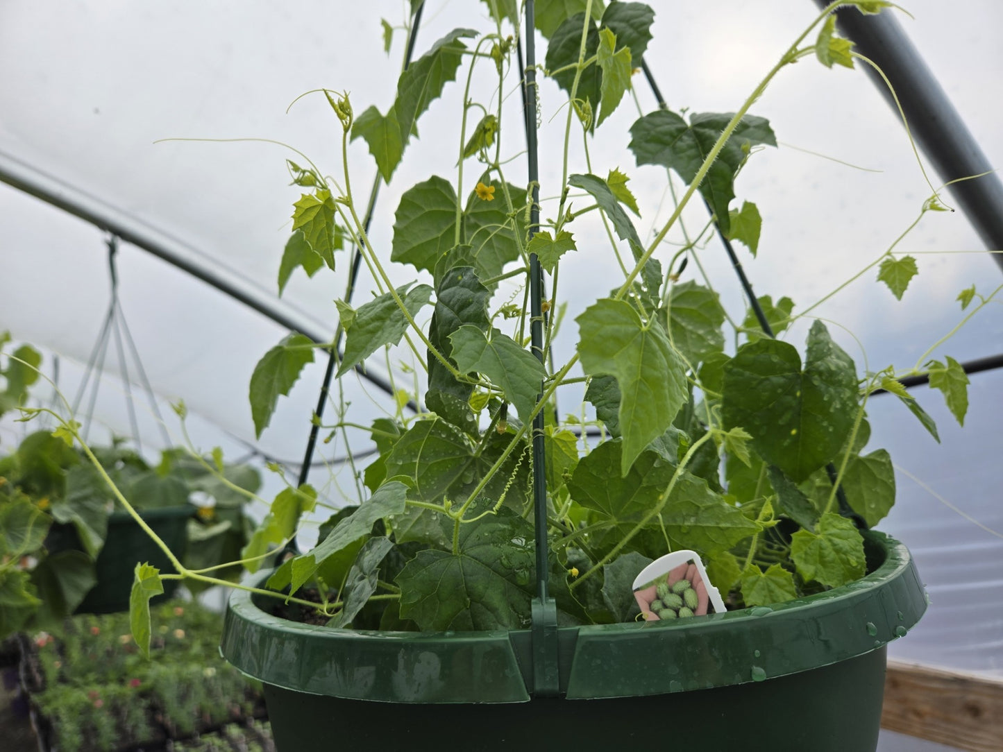 Cucumber Seeds Mexican Sour Gherkin 25 Mouse Melon Seeds