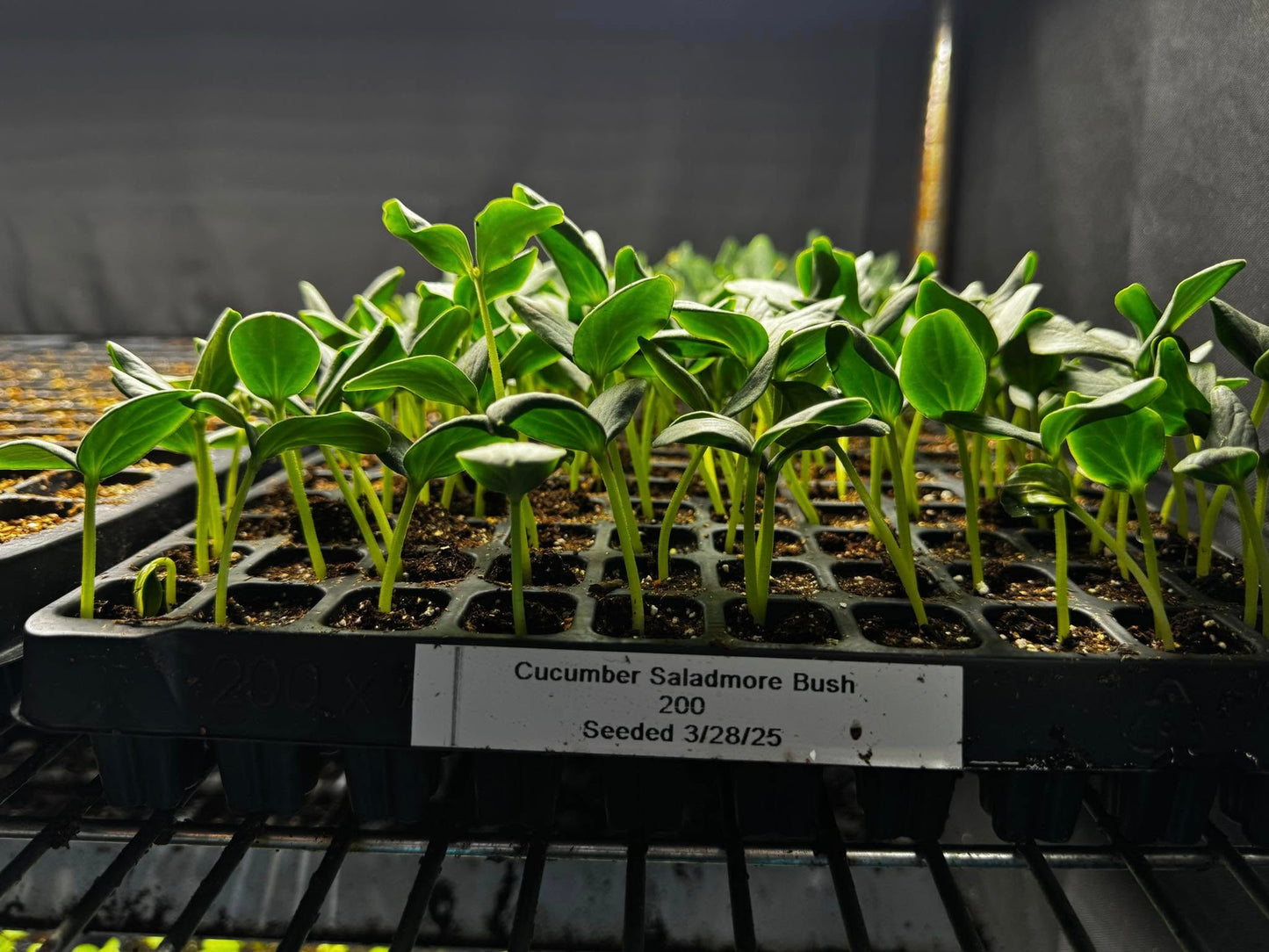 50 Cucumber Seeds Saladmore Bush Hybrid